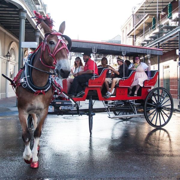 Carriage Tours Image