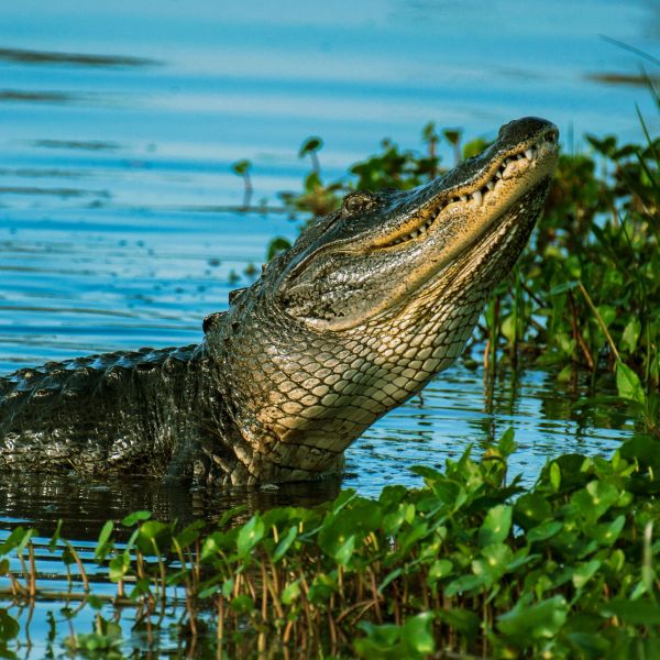 Swamp Tours Image